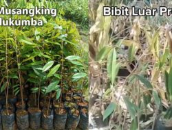Unggul dan Tahan Lama, Bibit Musangking Bulukumba Kuasai Pasar Sulawesi