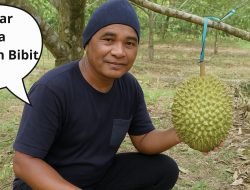 Bibit Lokal Sudah Bersertifikat, Mengapa Pemerintah Masih Pilih dari Luar Daerah?