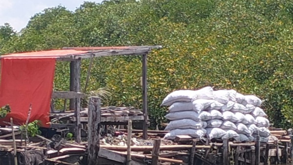 Penjarahan Mangrove di Tanakeke Terus Terjadi, Abrasi Makin Menggila